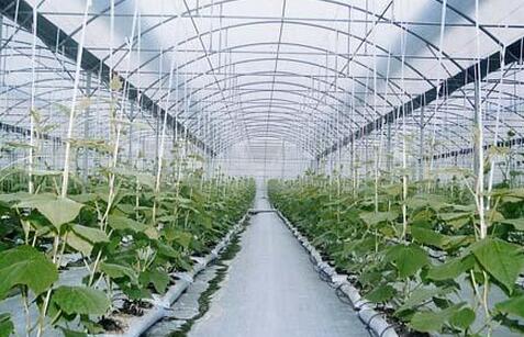 蔬菜种子栽培技术-甜瓜棚室栽培技术要点