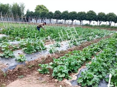 蔬菜种子栽培技术-东 汉 菜 栽 培 技 术